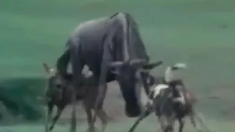 CLIP: Linh dương đầu bò mẹ một mình tử chiến với đàn chó hoang châu Phi để bảo vệ con và cái kết mãn nguyện