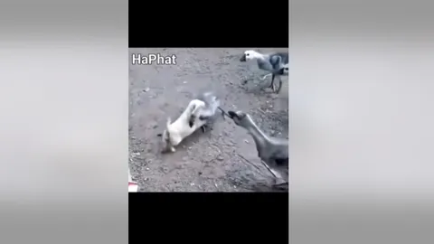 CLIP: Cuộc chạm trán kịch tính giữa cún con và ngỗng con, cái kết khiến ai cũng bất ngờ