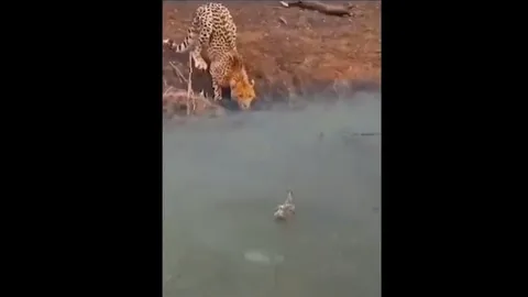 CLIP: Mải mê săn vịt, báo đốm không ngờ mình lại rơi vào bẫy tử thần