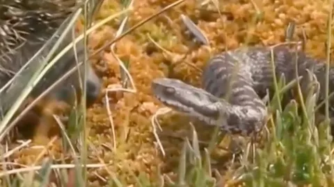 CLIP: Nhím "cà khịa" rắn hổ chúa và cái kết khiến rắn... sưng mồm rút lui