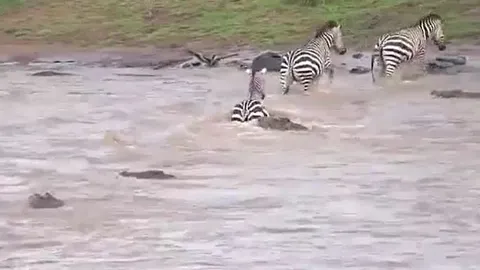 CLIP: 'Nín thở' xem đàn ngựa vằn vượt sông đầy cá sấu