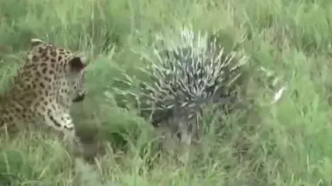 CLIP: Báo đốm nhận bài học đau đớn khi đùa nghịch với nhím