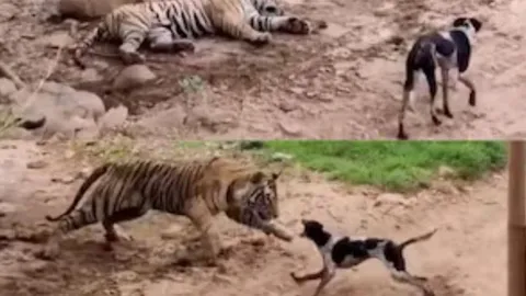 CLIP: Thấy hổ dữ nằm ngủ, chó nhà 'ra oai' cất tiếng sủa và cái kết... mất mạng