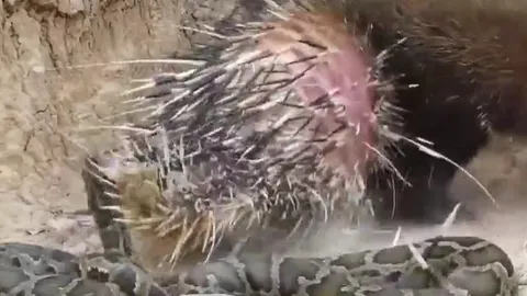 CLIP: Kết cục đẫm máu của trăn gấm khi dám "nếm thử" nhím