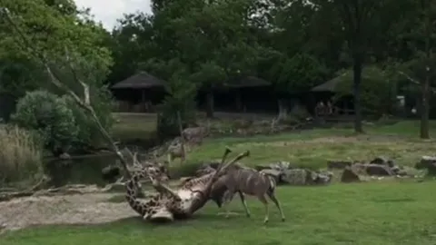 CLIP: Linh dương kudu nóng nảy truy đuổi rồi húc hươu cao cổ ngã chổng vó và cái kết