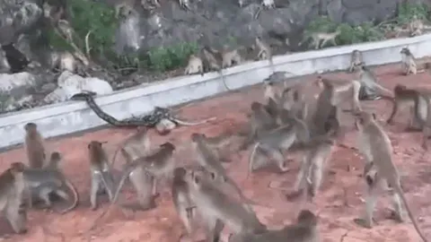 CLIP: Thấy đồng loại bị trăn siết chặt, đàn khỉ xông lại giải cứu 