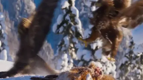 CLIP: Mãn nhãn trước màn đại chiến giành mồi của đại bàng