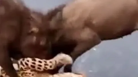 CLIP: Báo hoa mai quằn quại đau đớn khi bị 3 con lợn rừng 'hành hung'