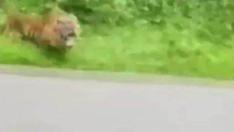 CLIP: Hổ điên cuồng truy sát người đi xe máy và cái kết