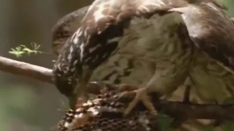 CLIP: Đàn ong bắp cày 'gặp đại họa' sau khi bị chim diều 'ghé thăm'