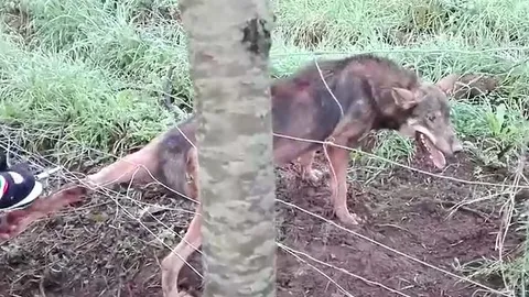 CLIP: Nỗ lực giải cứu chó sói hoang, người đàn ông nhận cái kết bẽ bàng