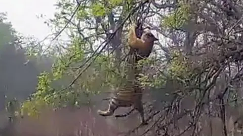 CLIP: Hổ dữ ‘nếm trái đắng’ khi cố gắng truy sát khỉ trên cây