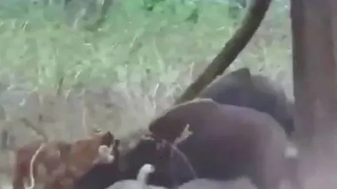 CLIP: Thấy đồng loại bị hổ cắn xé, bò tót lao lại giải cứu nhưng cái kết mới 'choáng'