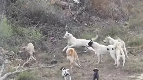 CLIP: Đụng độ đàn chó nhà, sói đồng cỏ bị kẻ thù lao tới cắn xé