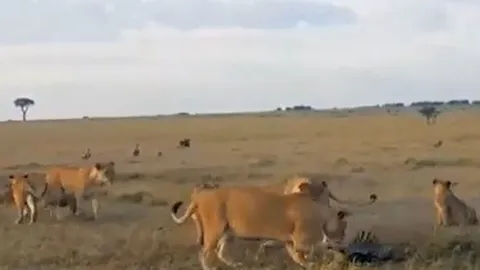 CLIP: Rơi vào vòng vây của đàn sư tử, đại bàng nhận cái kết