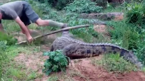 CLIP: Lấy cây chọc vào cá sấu, người đàn ông bị chúa tể đầm lầy cắn vào chân và cái kết 'thót tim'