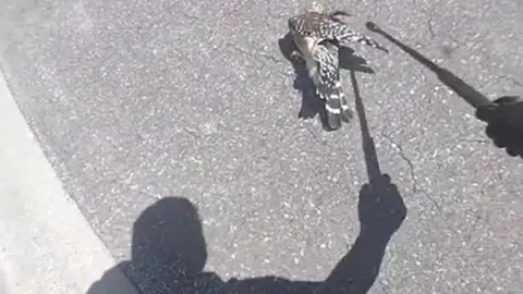 CLIP: Đụng độ loài rắn sở hữu tốc độ nhanh nhất hành tinh, chim cắt nhanh chóng bị kẻ thù hạ gục