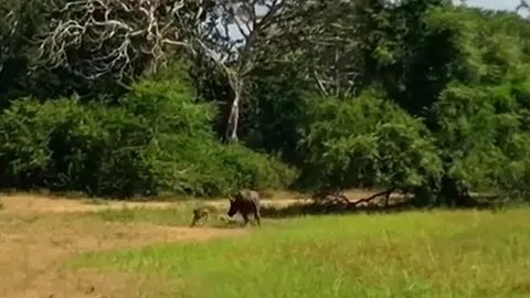 CLIP: Bị báo hoa mai bắt mắt con, trâu rừng mẹ điên cuồng tấn công kẻ đi săn và cái kết mãn nhãn