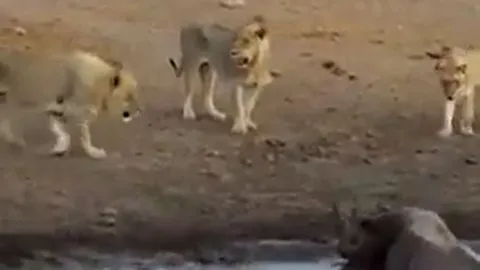 CLIP: Đang mang thai, tê giác bị 3 con sư tử truy sát và cái kết