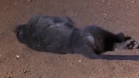 CLIP: ‘Cười đau bụng’ trước cảnh khỉ đầu chó bị rắn dọa tới mức bất tỉnh