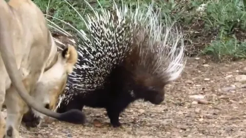 CLIP: Sư tử dám "gây sự" với nhím và kết cục bất ngờ