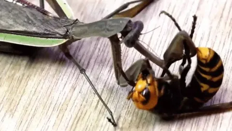 CLIP: Bị bọ ngựa tấn công, ong bắp cày 'tung chiêu', đoạt mạng đối thủ