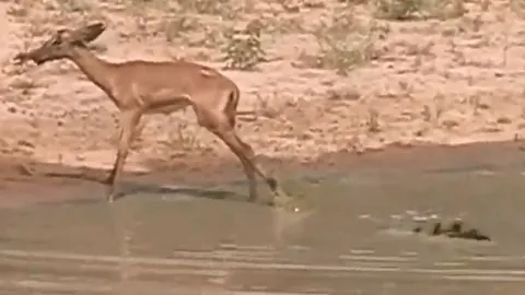 CLIP: Bị ‘tử thần vùng đầm lầy’ giữ chân, linh dương con nỗ lực hết sức giành sự sống
