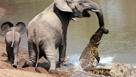 CLIP: Cá sấu liều lĩnh tấn công voi và nhận cái kết ‘đắng chát’