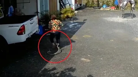 CLIP: Bị rắn tấn công bất ngờ khi đang đi trong sân, người phụ nữ  la hét hoảng sợ