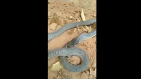 CLIP: Kinh hoàng khoảnh khắc rắn tự ăn chính mình, hành vi kỳ lạ khiến dân mạng rùng mình