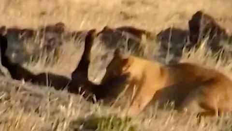 CLIP: Bị sư tử tóm được, nghé con vẫn thoát chết ngoạn mục nhờ 'vị cứu tinh' đặc biệt