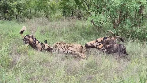 CLIP: Đụng độ báo hoa mai, chó hoang châu Phi trả giá bằng cả tính mạng