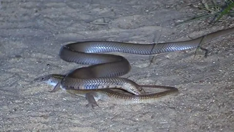 CLIP: Đụng độ rắn hổ mang chúa, thằn lằn làm ra hành động gây 'sốc'