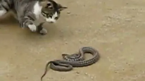 CLIP: Mèo nhà tung đòn chí mạng, đoạt mạng rắn trong chớp mắt