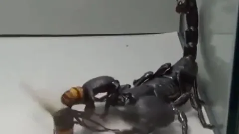 CLIP: Đụng độ bọ cạp 'khủng', ong bắp cày nhận cái kết thê thảm