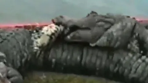 CLIP: Cá sấu dùng 'cú vặn tử thần', bẻ gãy chân đồng loại