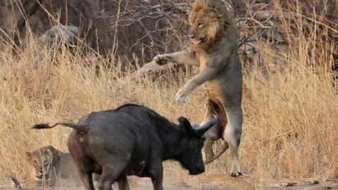 CLIP: Trâu rừng dũng mãnh, húc bay sư tử để tự giải thoát bản thân