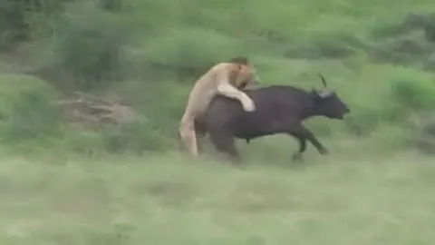 CLIP: Truy sát đàn trâu rừng, bầy sư tử nhận kết cục đáng xấu hổ