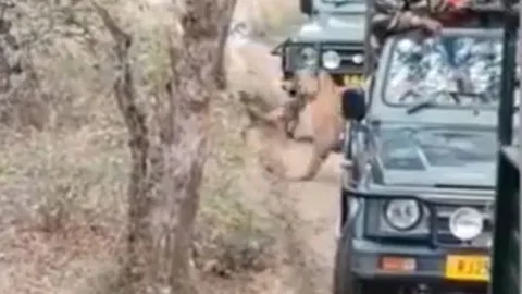 CLIP: Kinh hãi trước cảnh hổ đoạt mạng chó hoang trước mặt du khách