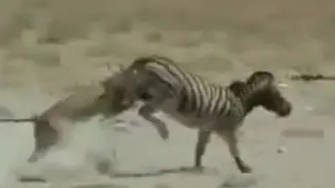 CLIP: Bị sư tử ngoạm cổ, ngựa vằn vẫn mạnh mẽ vùng dậy đá 'lật hàm' kẻ đi săn để chạy thoát thân