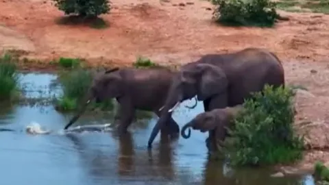 CLIP: Đang uống nước, đàn voi bị cá sấu lao lên tấn công và kết cục khó tin