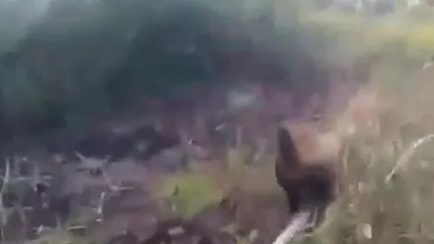 CLIP: Chó Becgie bị trăn gấm quấn chặt người và màn thoát thân đầy gay cấn