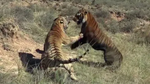 CLIP: Hổ ác chiến tàn khốc tới mức tử vong chỉ vì... tranh giành lãnh thổ