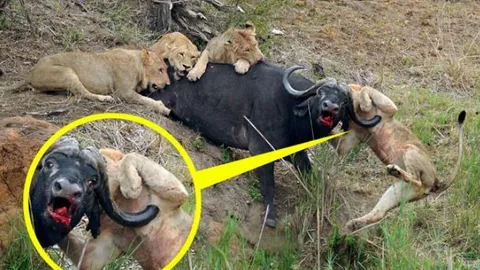 CLIP: Bất cẩn khi săn trâu rừng, sư tử bị con mồi húc thủng ngực suýt chết