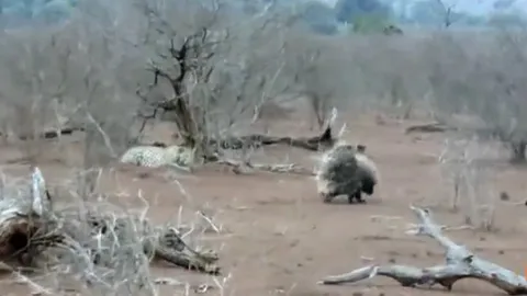 CLIP: Báo đốm trả giá đắt vì dại dột "gây sự" với đôi nhím gai góc