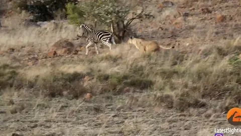 CLIP: Một giây lơ là cả đời trả giá, ngựa vằn non bị sư tử hạ gục trong tích tắc