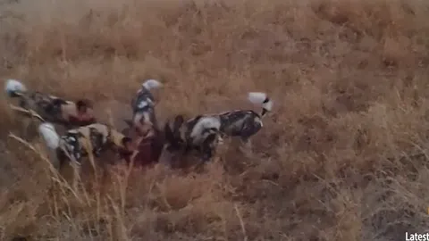 CLIP: Báo hoa mai tung đòn chớp nhoáng, cướp mồi ngay trước mắt bầy chó hoang