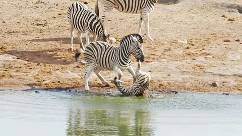 CLIP: Ngựa vằn đực điên cuồng tấn công ngựa con và kết cục đầy bi thảm