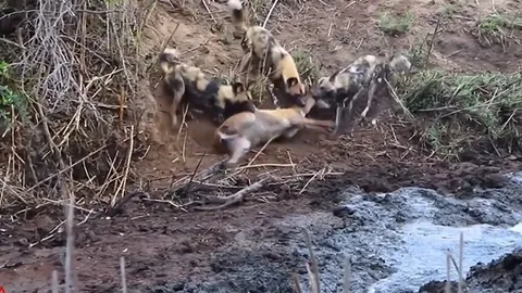 CLIP: Hà mã dũng mãnh giải cứu linh dương khỏi nanh vuốt đàn chó hoang châu Phi