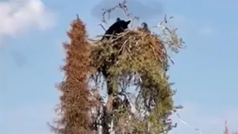 CLIP: Gấu đen leo tút lên ngọn cây săn đại bàng và cái kết khó đoán